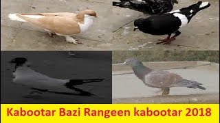 Kabootar Bazi 2014 To 2018 || My Pigeons Collection...