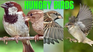 Hungry Birds - Beauty of the Nature | Sparrows