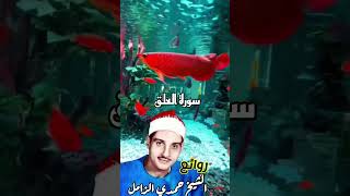 سورة العلق بصوت الشيخ حمدي الزامل #ترند #البراق