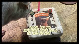 Festeggia il tuo cane come un divo, scegli Dogg Star.