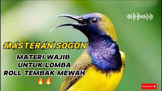 MASTERAN SOGON MATERI MEWAH UNTUK SOGON LOMBA🔥🔥#masteranburung #masteransogon #sogon #sogontrotol