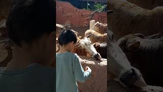 Las vacas #shorts  #animals #shortvideo