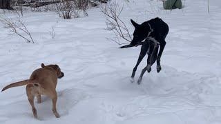 Dogs do zoomies in fresh snow