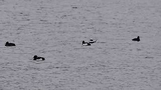 Long Tailed duck display