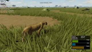 Roblox WIld Savannah When hunting nearly goes wrong