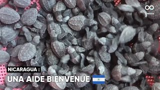 416 bébés tortues paslama libérés au refuge de Rio Escalante Chacocente