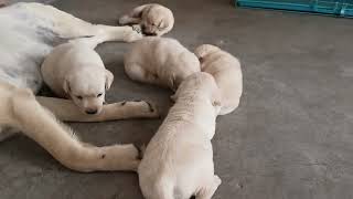 Labrador puppies for sale in Agra