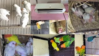 Visit Danish Bhai Lovebird | Albino Red Eyes |  Parblue | Pale Fallow | Cremino | Setup In Lahore