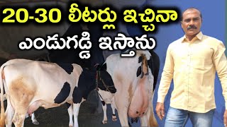 20-30 లీటర్ల ఆవులే surender reddy dairy farm @MalleshAdla