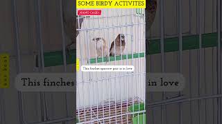 Blue Personata Lovebirds & Fenches Sparrows 》《 Feed & Nesting 》《 @aanch News & Views 》