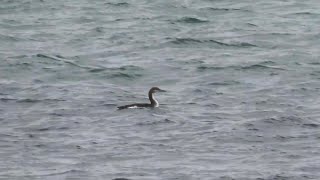 Black-throated Diver cruising across Church Bay, Rathlin Island