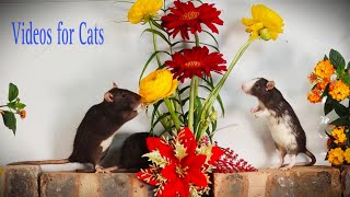 Video of Mice Playing Hide and Seek Fun, for Cats | Mouse Loves Music