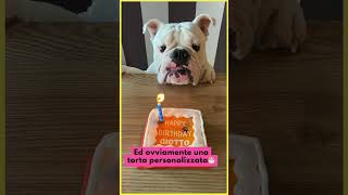 Pacchetto “King Of The Party” per il compleanno del tuo #cane