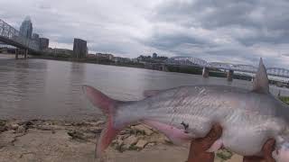 7.5 Blue 🐈 Ohio River Newport,KY 5-16-21