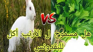 هل البقدونس يضر الأرنب ام لا