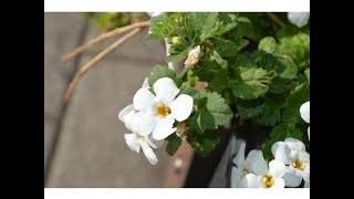 BACOPA  (Chaenostoma cordatum)