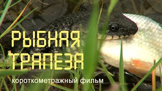 Дельта Волги. Половодье. Нерест. Охота за рыбой. Nature of Russia.