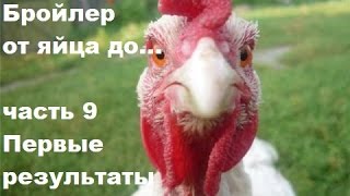 Бройлеры от яйца до ... // №9 Первые результаты