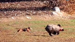 Kopay Av Köpeği Domuzun Peşini Bırakmıyor