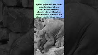 Le Emozioni degli Elefanti     #shorts #curiosita #elephant #cute #sentimental