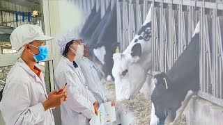 Tận mắt xem những cô bò sữa hạnh phúc của TH true MILK được nghe nhạc, gắn chip theo dõi sức khỏe