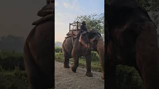 Early morning walk with elephant  #chitwan #elephant