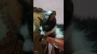 Betapa sedihnya ketika seekor kucing berpisah dengan induknya#shortvideo#kucingkampung