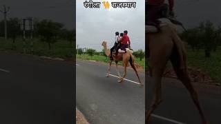 Camel 🐪 ride on Highway 🛣️. #rajasthan #desertlife #desi #villagelife