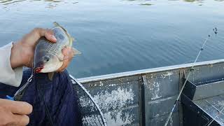 A hora CERTEIRA da FISGADA!!! PIAU e PIAPARA 😱💥🎣