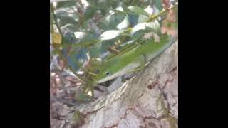 Green Anole