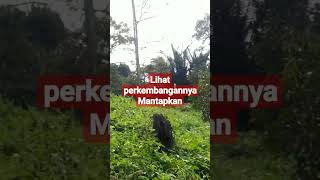 Bertani durian itu indah