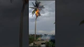 Coqueiro pega fogo após ser atingido por raio em Arapiraca