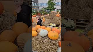 Farm fresh pumpkins🎃Farma świeżych dyni#poznań#farma#dynia#fresh#pumpkins#halloween#jesień#autunm#