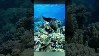 Fish Under Water #shorts #fish #underwater