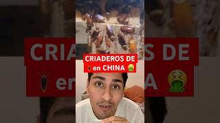 Criaderos de m cucarachas en CHINA #reaction #fypyoutube #shortvideo