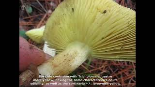 Tricholoma auratum. Champimaginatis. English Text.