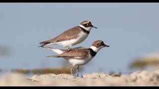 The coupling of little ringed plovers / L'accoppiamento dei corrieri piccoli