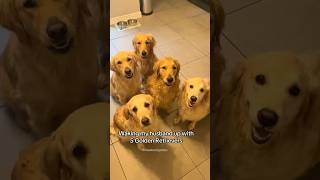 5 golden retrievers 😁- 🐱🐶road to 100k SUBSCRIBE‼️*repost*🐕