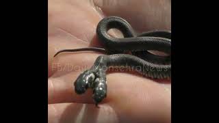 Most Strange and Weird Animals | two headed snake Real video