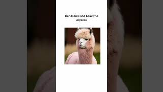 Part 1.. Handsome and Beautiful Alpacas🤩 #alpacas #handsome #beautiful #animals #youtuber