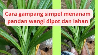 cara menanam pandan wangi gampang dan simpel!! dari anakan