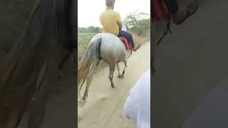 kathiyavadi horse reval chal