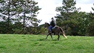 10-03-08 UPDATED VIDEO OF GAITED  COLT 60 rides in