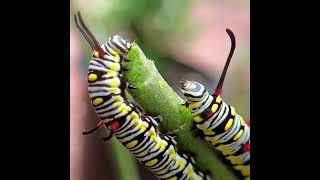 Plain Tiger Caterpillar(Danaus chrysippus) has a voracious appetite. #nature #macro