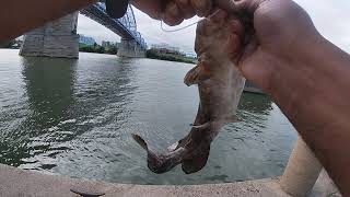 Baby flathead Ohio River( Downtown Cincinnati)