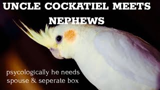 Why Had Uncle Cockatiel entered In Box?| For Love of Nephew Chcks Or Needs A Spouse & Box | @aanch