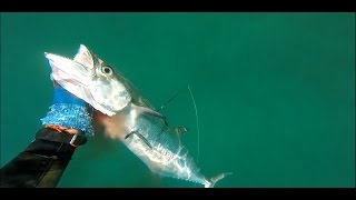 Spearfishing Natal Snoek South Africa