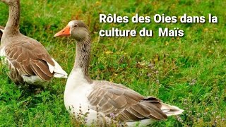 Voici l'importance des Oies de Toulouse dans la culture du Maïs