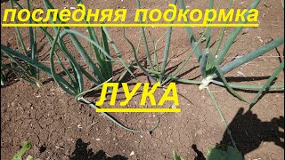 ИЮНЬ.Обязательная подкормка ЛУКА от которой он будет крупный здоровый и хорошо храниться