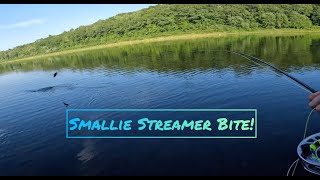 Maine Smallmouth Bass on the Fly